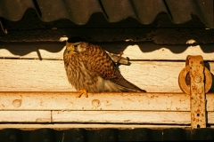 chick-denmark