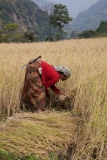 Rice harvest 2