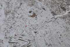 On the way to Thorung Pedi 3