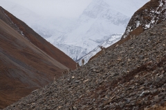 On the way to Thorung Pedi 4