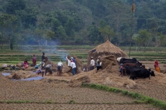 Rice harvest 3