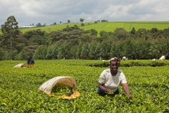 teaplantation-kenya