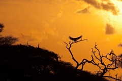 masai-mara-2