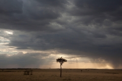 masai-mara