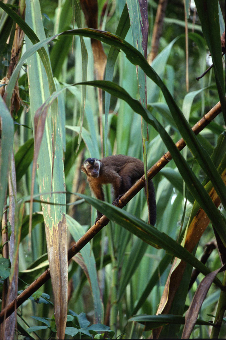 brown-capuchin-monkey