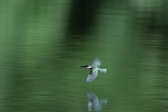 amazonian-kingfisher-2