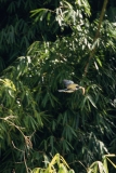 amazonian-kingfisher-3