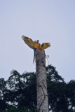 blue-and-yellow-macaws-1