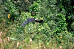 eagle-chased-by-a-tropical-kingbird