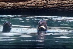 giant-otters-4