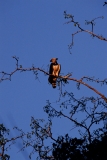 harpy-eagle-1