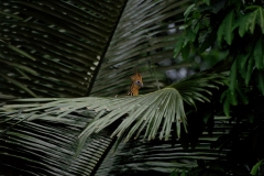 hoatzin-1