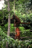 howler-monkeys