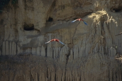 red-and-green-macaws