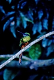 rufus-tailed-jacamar