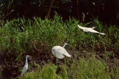 snowy-egrets