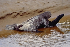 three-toed-sloth-with-baby