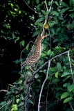 tiger-heron