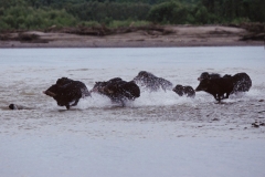 white-lipped-peccaries-1
