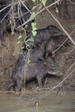 white-lipped-peccaries-2