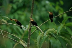 white-throated-jacamars