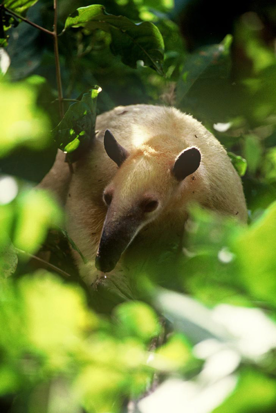 tree-anteater