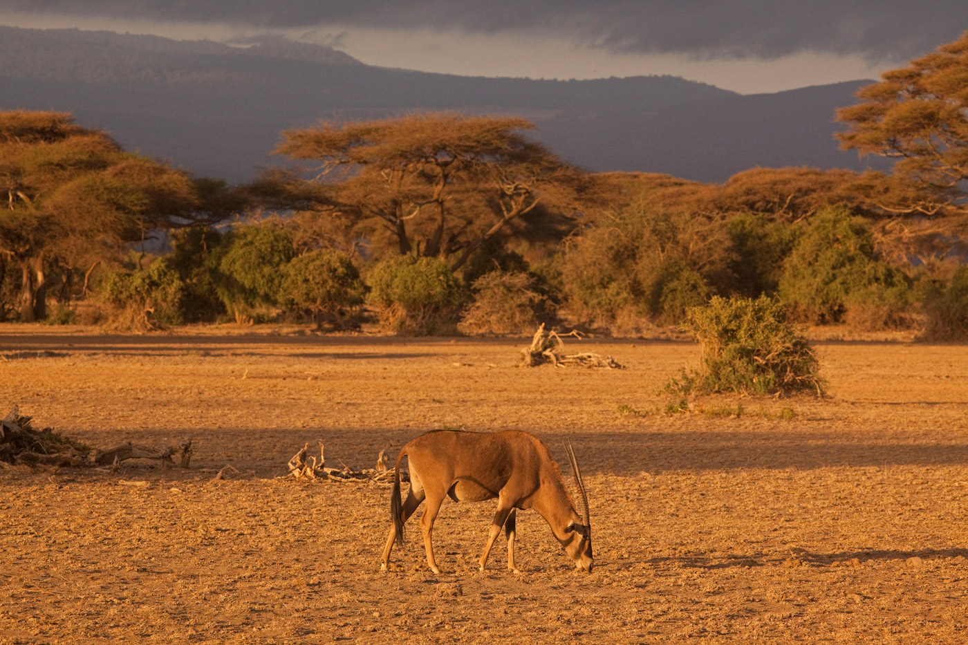 east-african-oryx