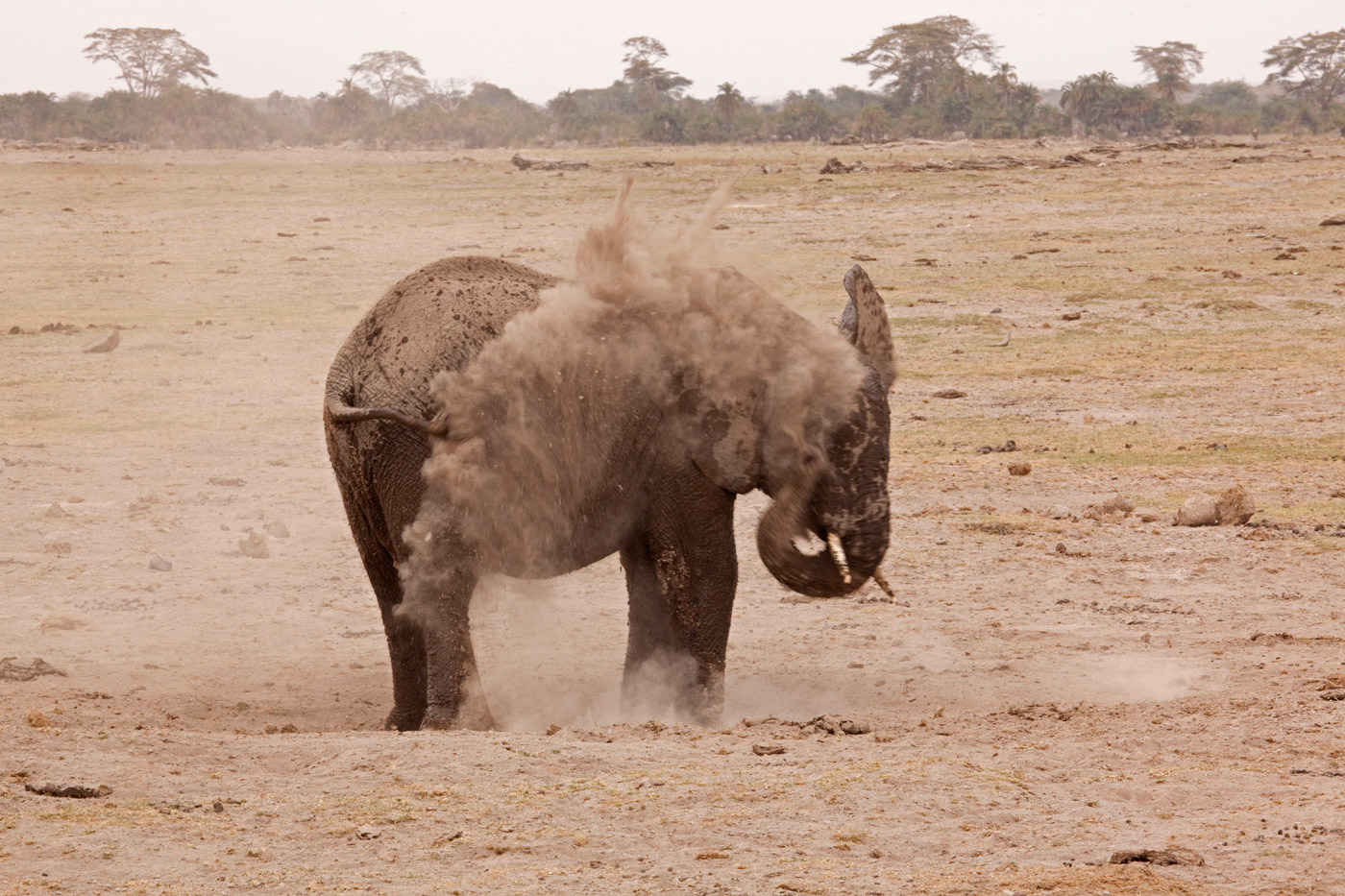 elephant-dust-washing