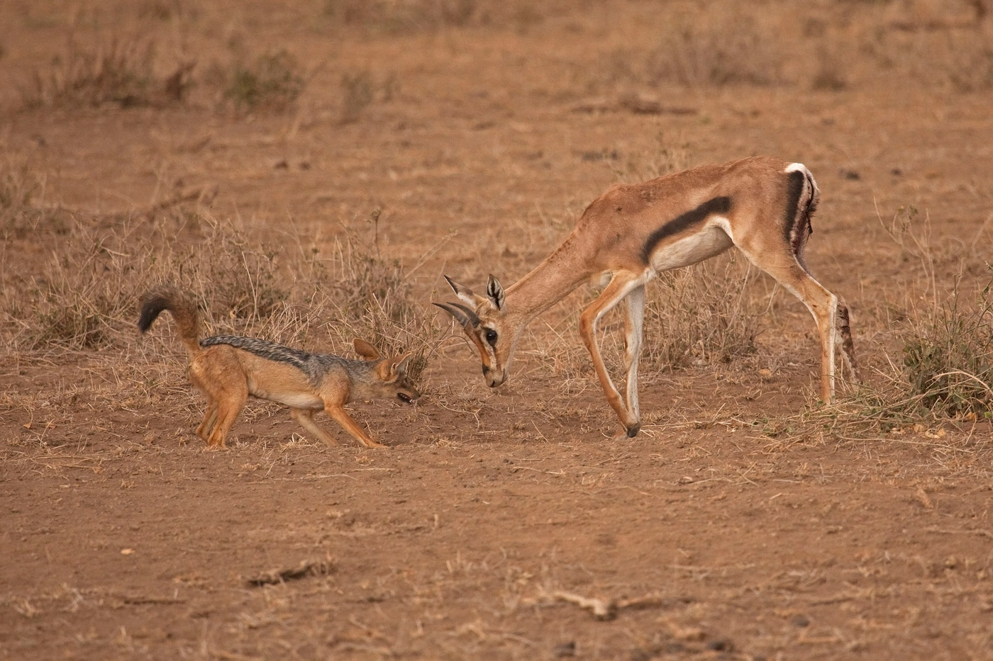 jackel-and-springbok-antelope
