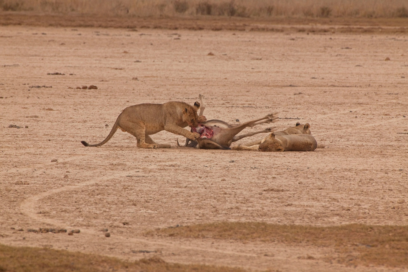lions-and-prey