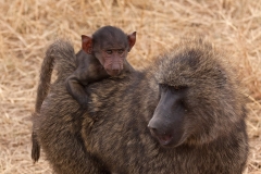baboons
