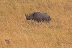 black-rhino