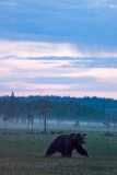 brown-bear-1