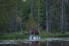 brown-bear-2