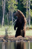brown-bear-5