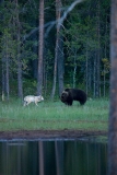 brown-bear-and-wolf