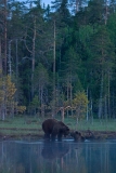 brown-bears