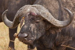 buffalo-and-red-biiled-oxpeckers
