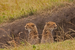 cheetahs-1