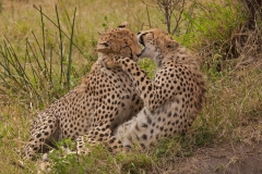 cheetas-2