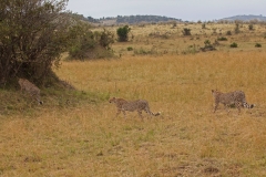 cheetas-4