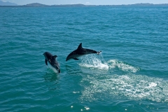 dolphins-jumping