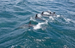 dolphins