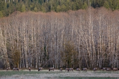 elks-state-of-washington