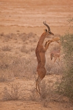 gerenuk-1