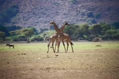 girafs