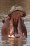 hippo