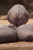 hippos