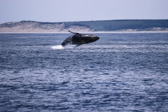humpback-whale