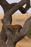 leopard-3